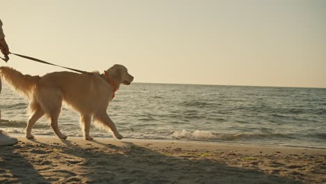 A-young-blonde-girl-and-her-dog-light-coloring-walk-along-the-sunny-beach-in-the-morning-together