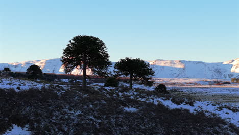 ancient araucaria araucana (monkey puzzle trees) in foreground with the snow-covered andes mountains rising in the distance, blending unique flora and rugged peaks, f caviahue, argentina, drone orbit