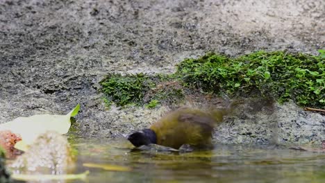 bulbul de cresta negra bañándose en el bosque durante un día caluroso, pycnonotus flaviventris, en cámara lenta