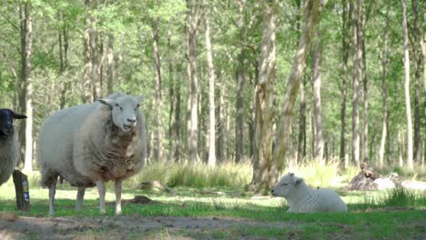 sheep in a forest