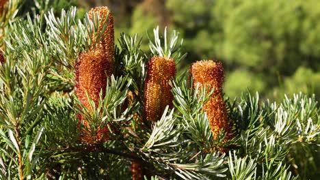 close-up of banksia plant in natural setting