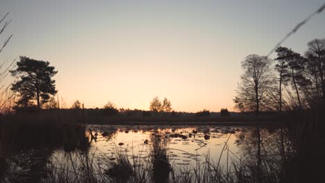 sunset over a tranquil pond in a forest