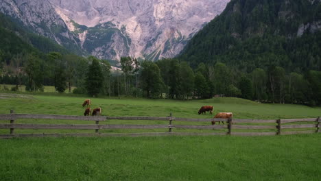 alpine meadow with cows and mountains