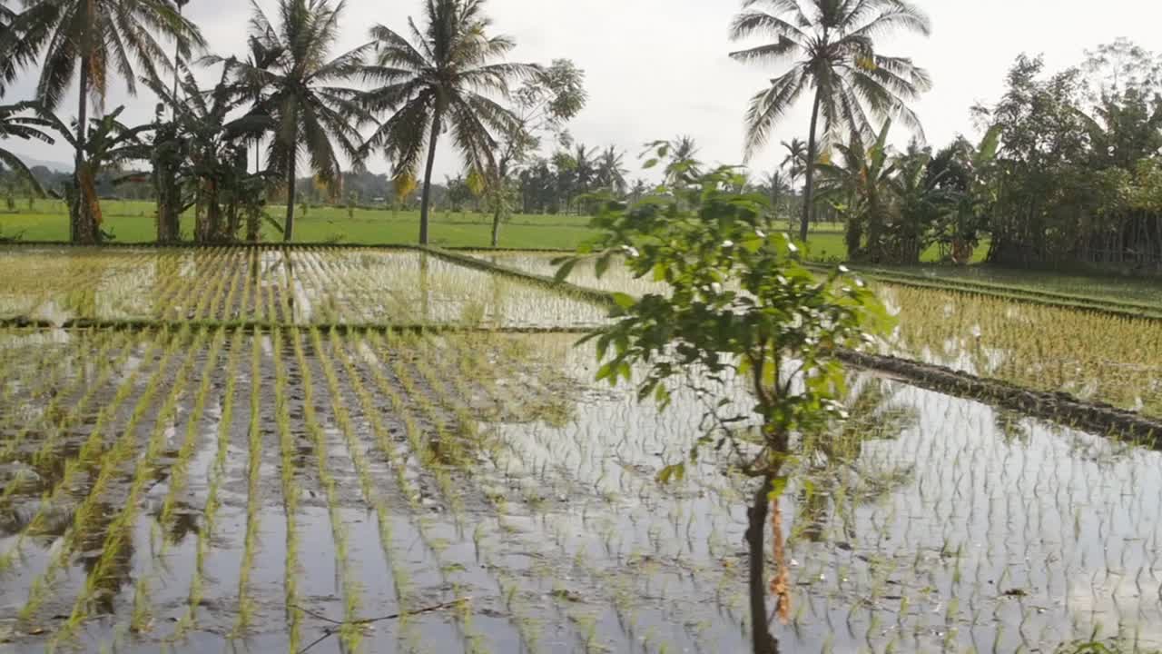 Flooded Rice Fields in Indonesia