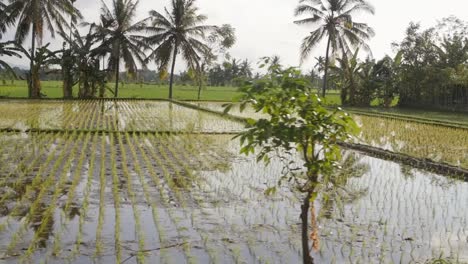 flooded rice fields in indonesia