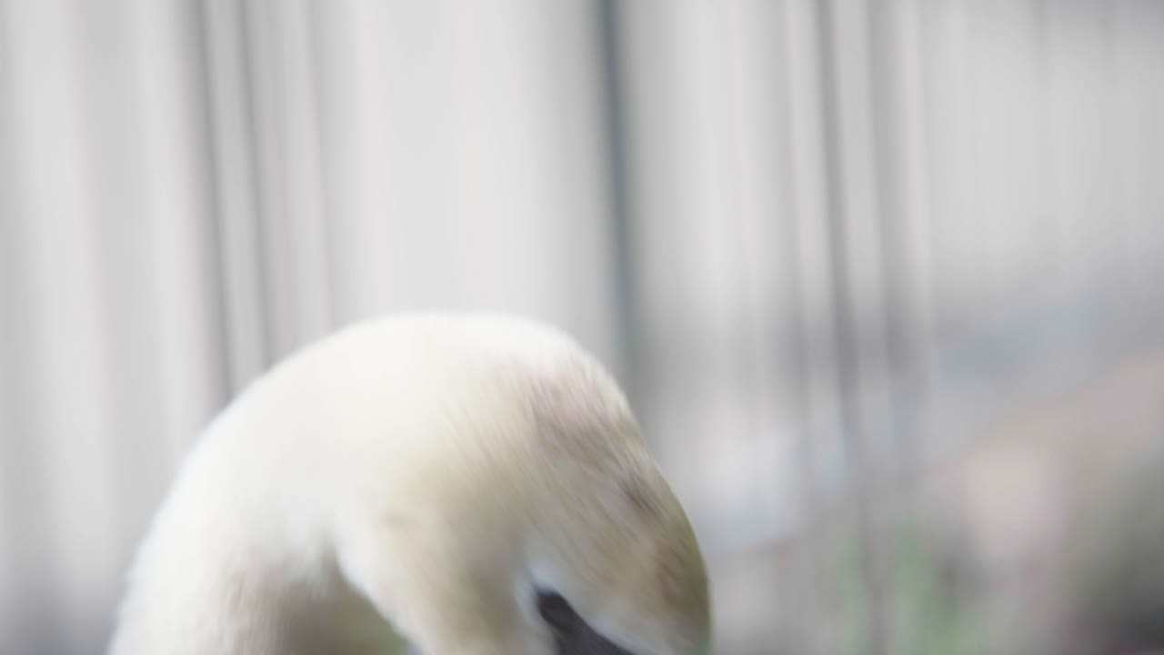 오렌지색  ⁇ 벌과 함께 큰  ⁇  백조가 주위를 둘러보고  ⁇ 털을  ⁇ 는다