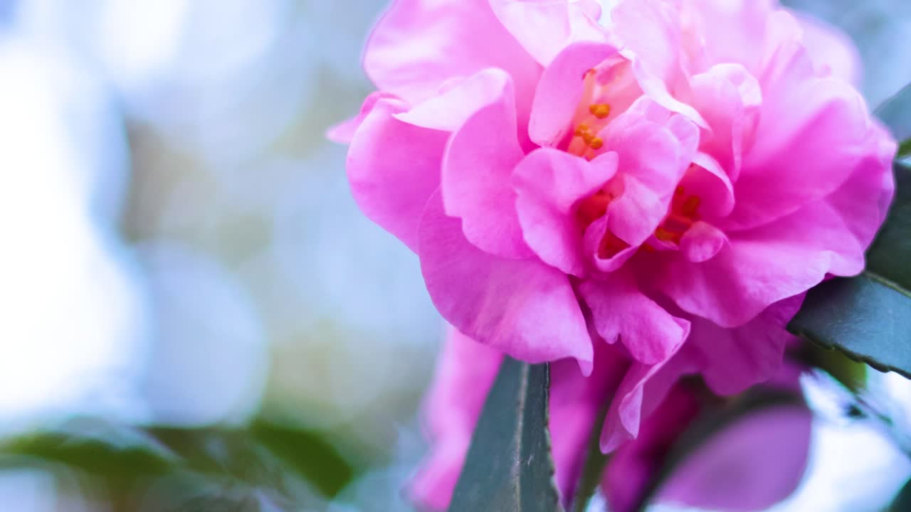 분홍색 카멜리아 꽃이 부드럽게 바람에 흔들리고