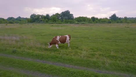 cow in a field at sunset