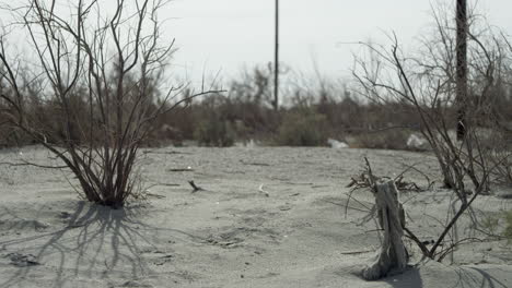 las ramas desnudas de los arbustos del desierto se sacuden en el viento solitario.