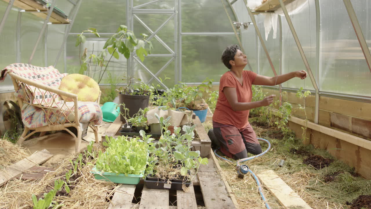 foto de seguimiento de una mujer india atando sus plantas de tomate, invernadero