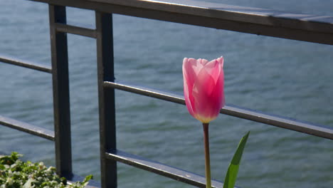 closeup of garden tulip flower with lake como in backdrop in bellagio, italy