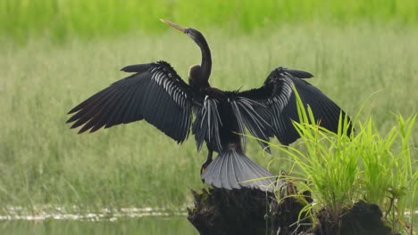 anhinga in pond chilling uhd video mp4 4k .