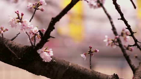 Flores-De-Cerezo-Primavera-Parque-Japón