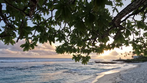 green leaf foliage framed across the sky as the sunset over a turquoise ocean and white sandy beach in tropical samoa