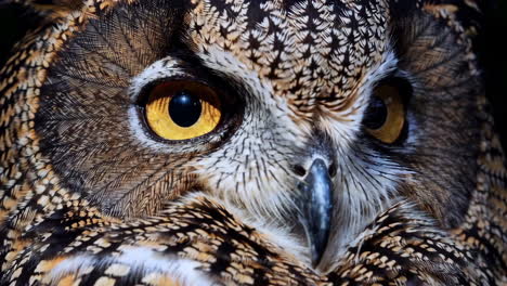 close-up of an owl's face