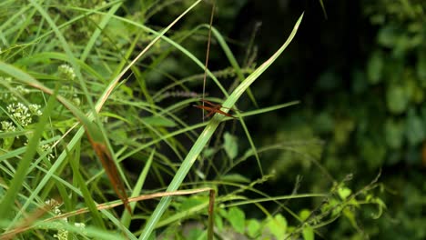 disparo estático en cámara lenta de una libélula roja sentada en la hierba soplando del viento en la jungla de bali en indonesia