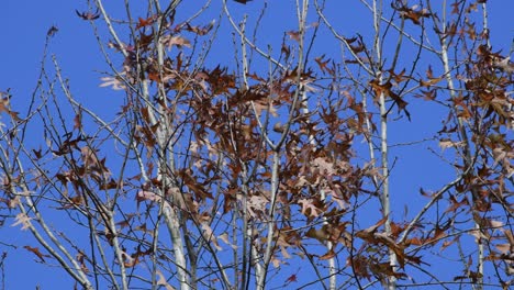 Calm-breeze-blows-what's-left-of-leaves-on-a-tree-with-clear-blue-sky-background