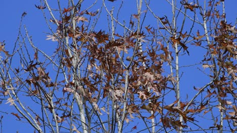 Calm breeze blows what's left of leaves on a tree with clear blue sky background