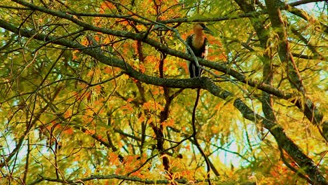 the stunning colors of the brazilian savanna are the background of an adult black-faced ibis perched on a golden tree