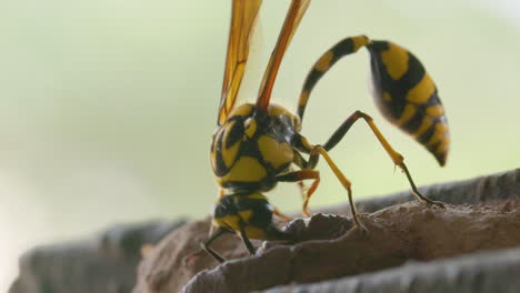 extreme closeup of a bright yellow black potter wasp female laying clay on nest and taking off