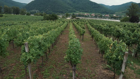 paisaje de viñedos