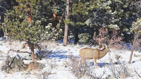 mule deer buck grazing along bushes and pine trees and scanning the area with snow on the ground in a remote area of the colorado rocky mountains during the winter