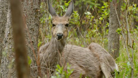 Hirsche-Entspannen-Sich-Im-Wald