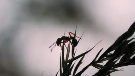 hormiga en el césped