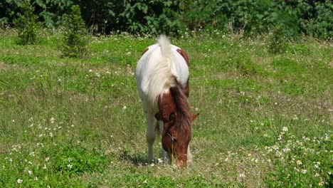 a white and brown horse grazing a lone at a farmland in muak klek, thailand