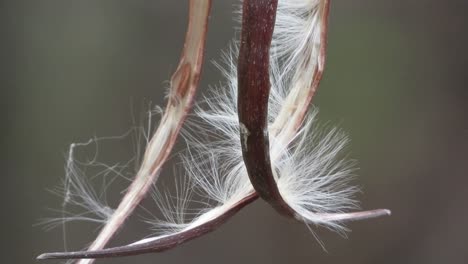 small seeds in inside the twig