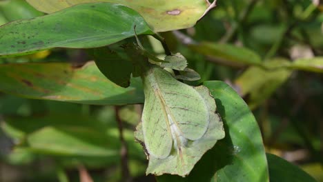 leaf insect, phylliidae