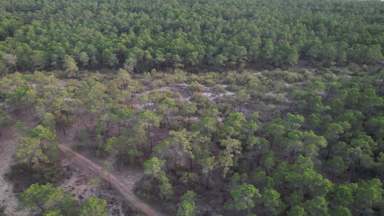 volando bajo sobre las copas de los árboles de un bosque verde
