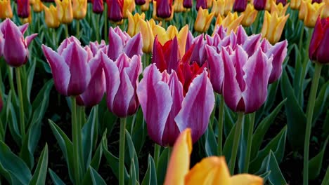 colorful tulip field at sunrise/sunset