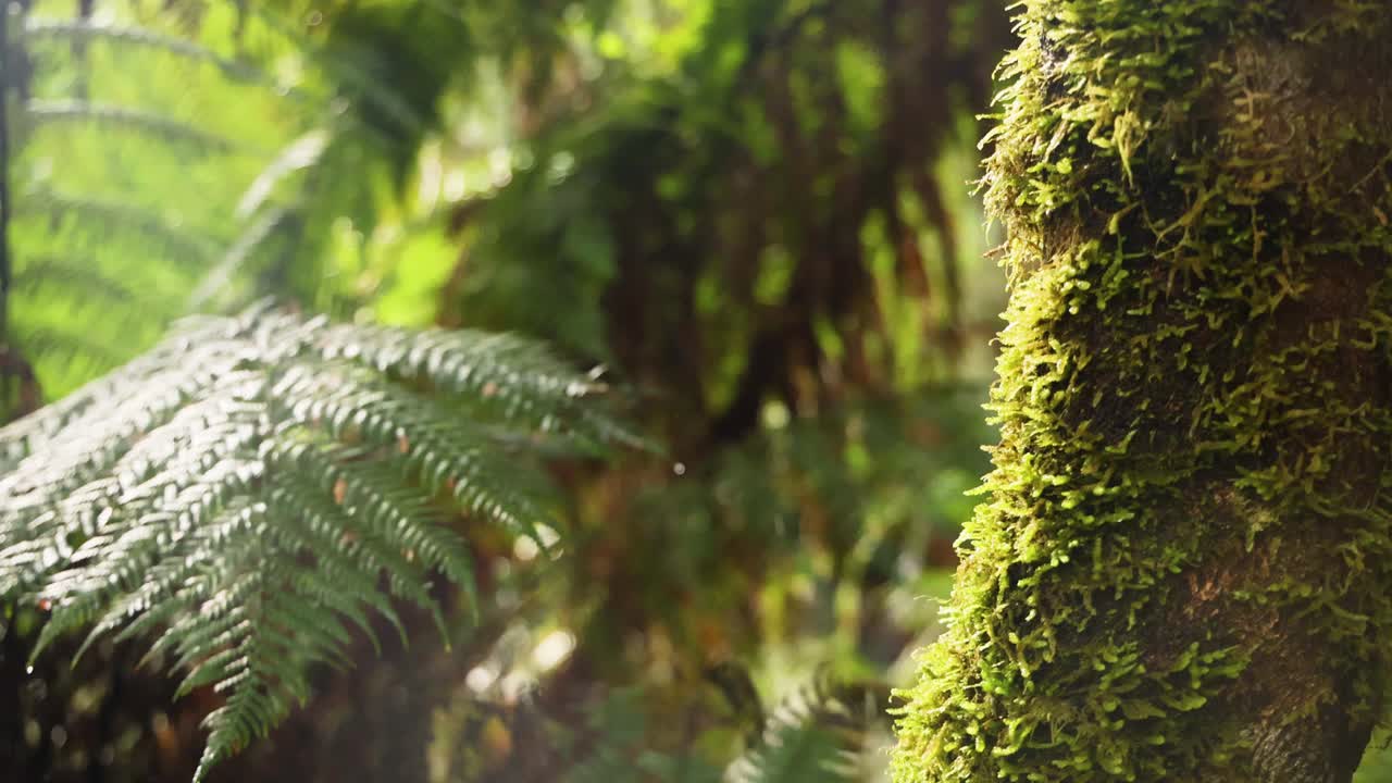 пышные зеленые папоротники и покрытые мохом ствола деревьев