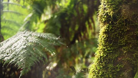 helechos verdes exuberantes y tronco de árbol cubierto de musgo