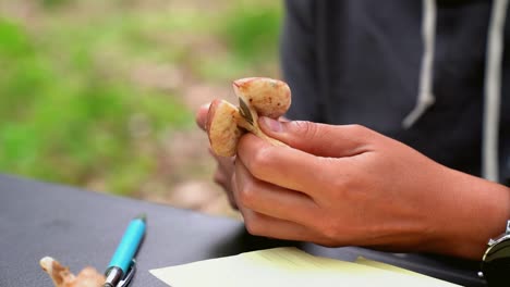 Person-cutting-mushroom-in-nature