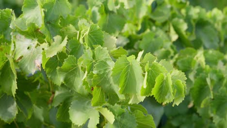 static shot of vibrant green vineyard leaves blowing in the wind in france