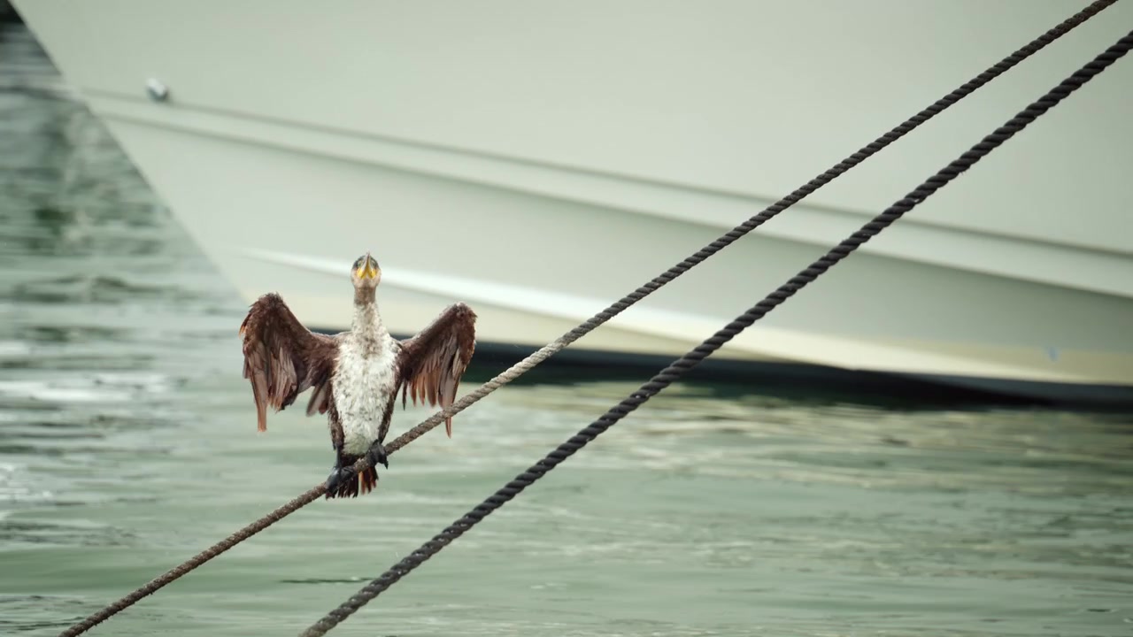 Cormorano appollaiato su una cima d'ormeggio, che allarga le ali per asciugarsi vicino a una barca in un porto turistico. Fauna selvatica in un ambiente urbano.