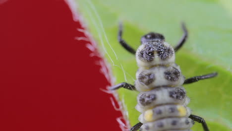 Two-spot-ladybird-larva-closeup-macro-in-studio-resting-and-crawling-on-a-green-leaf-01