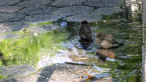 Three-birds-fluff-their-feathers-and-take-a-bath-in-a-puddle-on-the-sidewalk-in-New-York-City