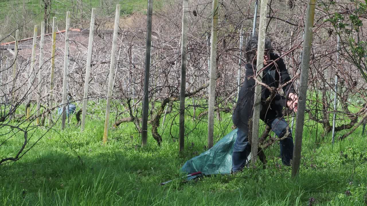 female farmer bends to gather dry grapevine cuttings after winter pruning in a vineyard near Castell’Arquato, placing them in a green waste sack between mossy trunks, real time, static camera view