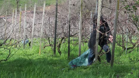 female farmer bends to gather dry grapevine cuttings after winter pruning in a vineyard near castell’arquato, placing them in a green waste sack between mossy trunks, real time, static camera view