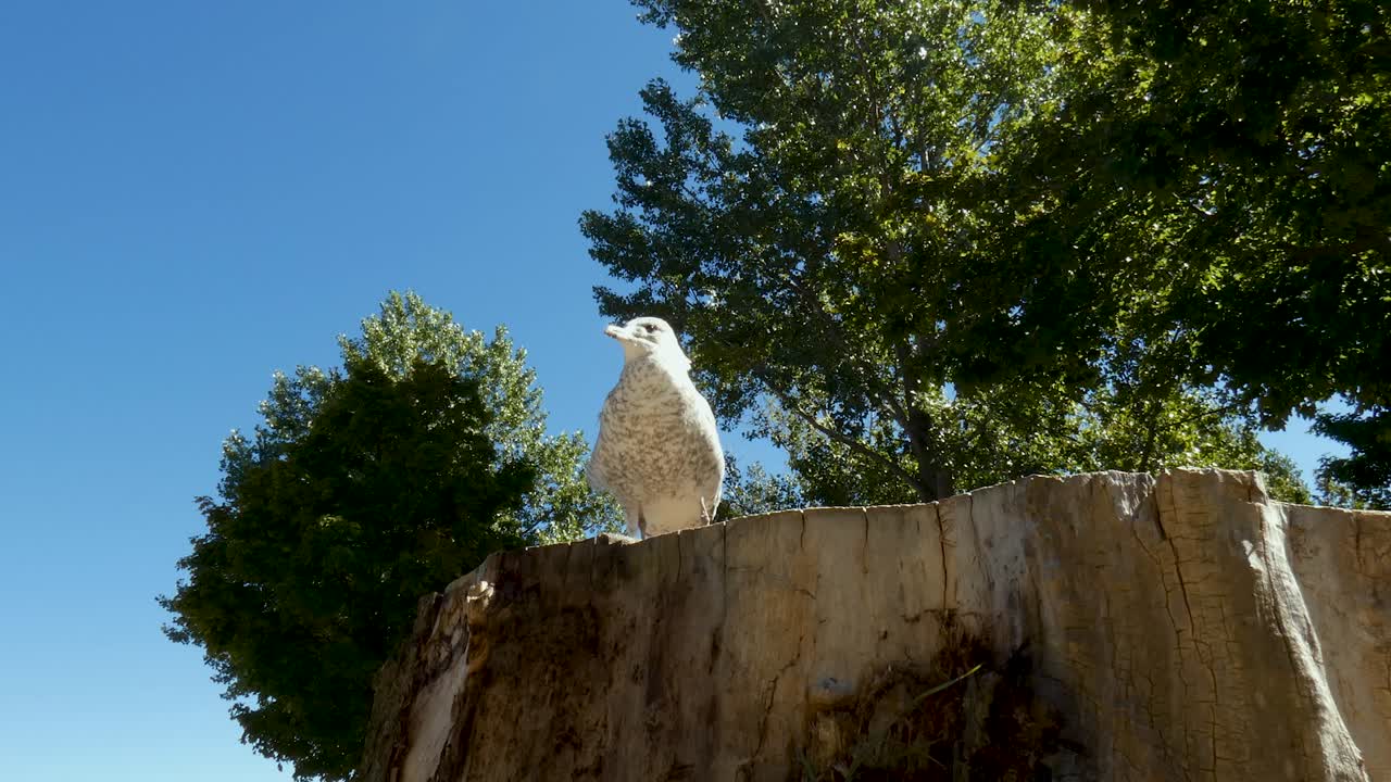 A seagull sits majestically atop a large tree stump.