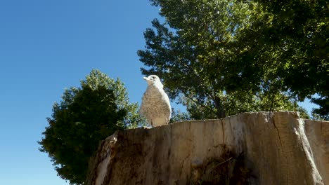 a seagull sits majestically atop a large tree stump.