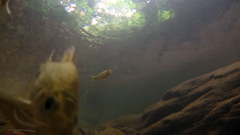 kaeng krachan national park is home to a lot of fantastic wild animals and the streams are life source of fresh water for animals to drink and for fish to swim around