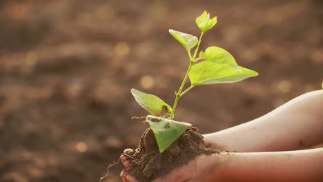 planting a seedling together