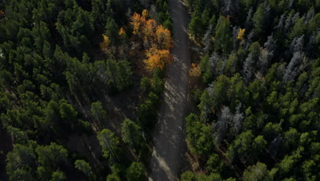 Luftschwenk-Vom-Schönen-Espenwald-Im-Herbst-Zu-Den-Bergen-In-Der-Ferne,-4k