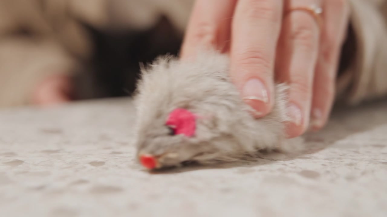Primo piano della mano di una persona che muove un piccolo topo giocattolo di peluche grigio con dettagli rosa su un tavolo, mentre un gatto nero giace sullo sfondo. La mano muove continuamente l'animale di peluche su una superficie morbida