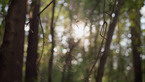 tela de araña en la rama de un árbol en el bosque. malla natural iluminada por la luz del sol y la observación de la vida silvestre. belleza de la naturaleza y atención a los detalles