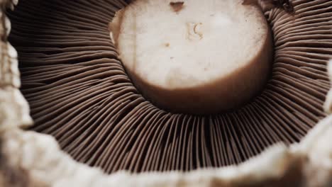 Micro-video-of-close-up-of-mushroom-with-copy-space